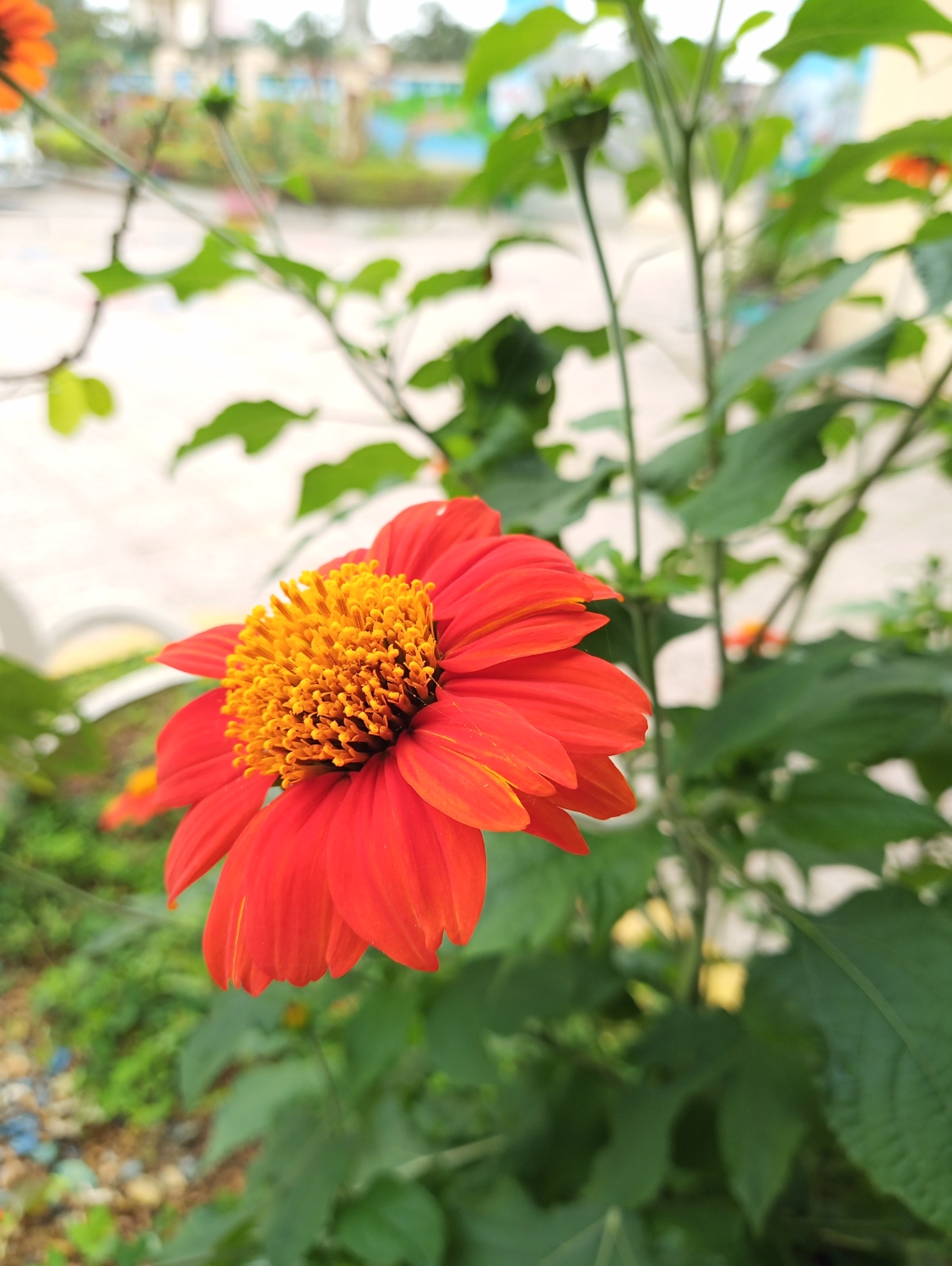 IMG 20200325 085708 255